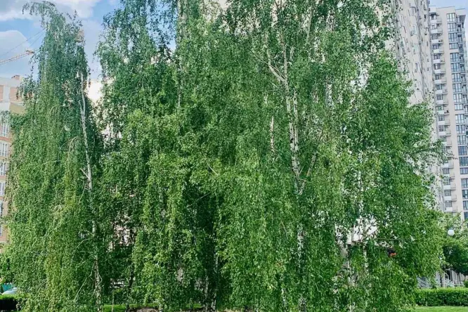 Фото нерухомості, Чорновола, 6 - 30